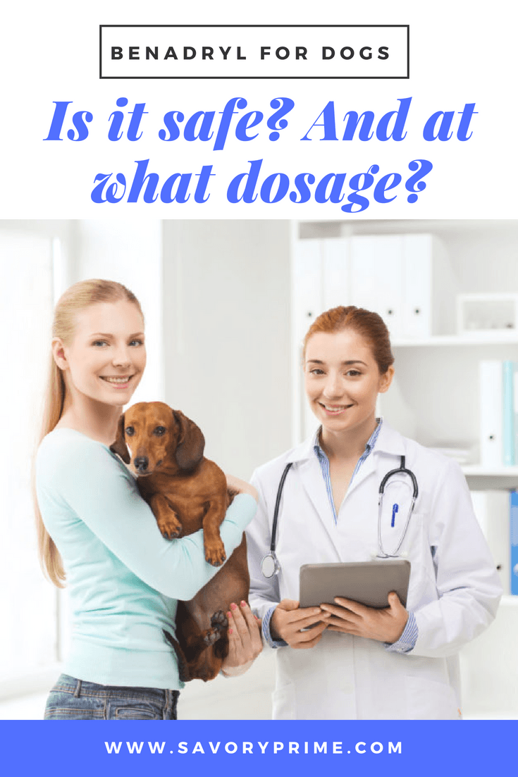 benadryl for dogs: is it safe? and at what dosage? | savory prime