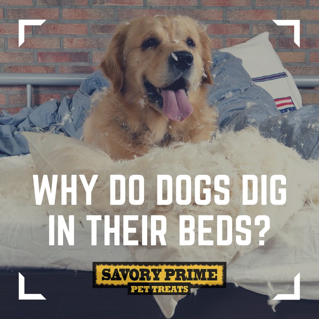 Why Do Dogs Dig In Their Bed Why Do Dogs Dig In Their Bed