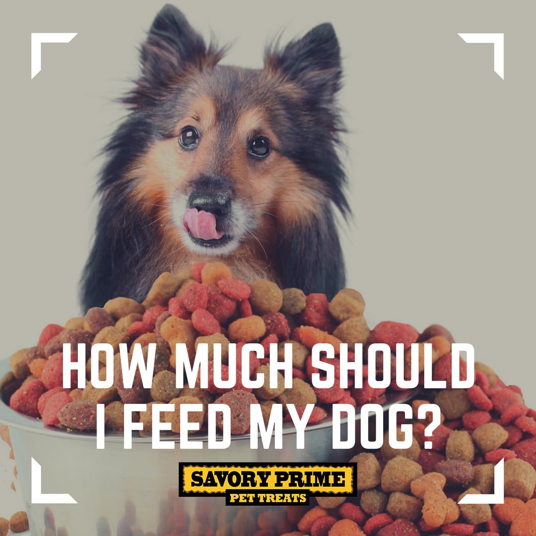 How Much Should I Feed My Dog? Savory Prime Pet Treats